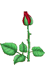 rose12.gif
